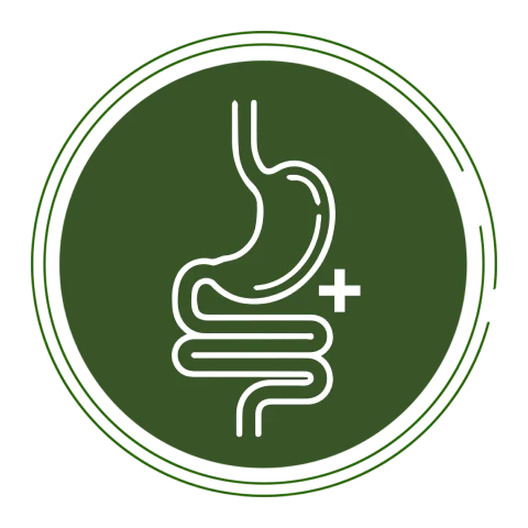 Healthy Gut Essentials